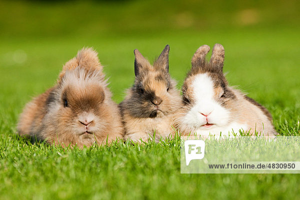Drei Kaninchen auf Gras sitzend