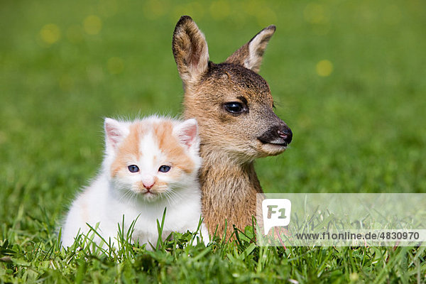 Rehkitz und Kätzchen auf Gras sitzend