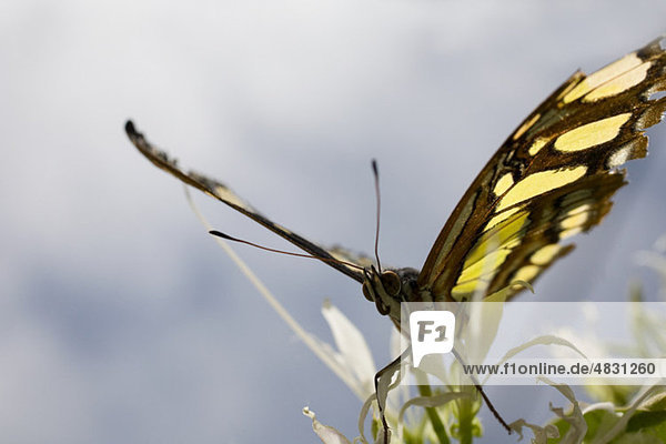 Monarch-Schmetterling