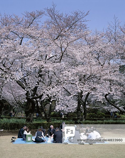 April  Asia  Blossoms  Cherry blossoms  Holiday  Honshu  Japan  Landmark  Park  Partying  People  Shinjuku  Spring  Tokyo  Touri