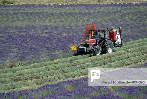 Ferrassieres  France  Europe  Harvesting  Holiday  Landmark  Lavender  Provence  Tourism  Travel  Vacation