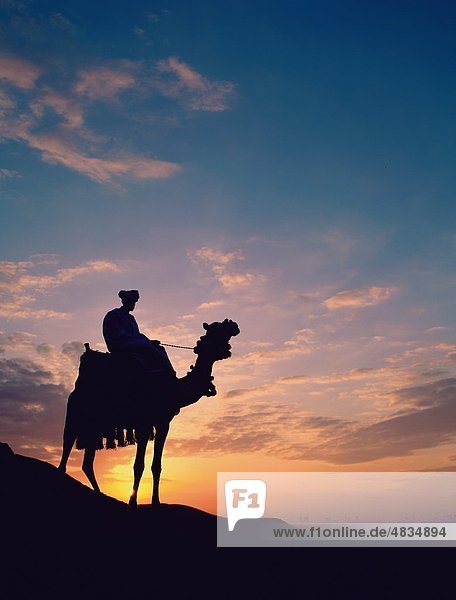 Camel  Ägypten  Afrika  Giza  Urlaub  Landmark  Mann  Silouhette  Sonnenaufgang  Tourismus  Reisen  Urlaub