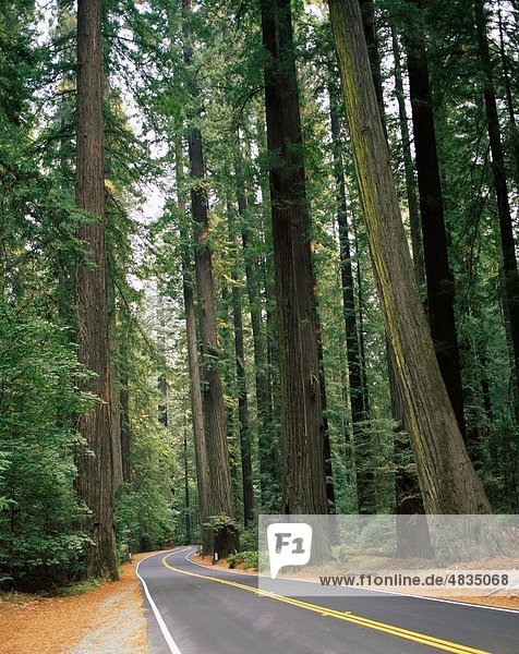 Amerika  Kalifornien  Straßen  Urlaub  Humboldt Redwoods State Park  Landmark  Redwood  Tourismus  Reisen  Bäume  USA