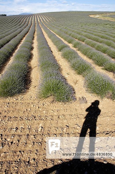Shadow of the photographer at the edge of a lavender crop about to flower in spring