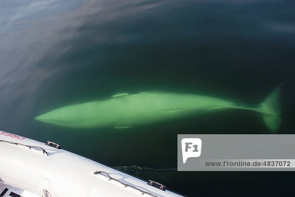 She canvt be more trusting than that A curious Minke whale Balaenoptera acutorostrata has turned upside down exposing her white belly navel and genital slits to the photographer St Lawrence estuary Canada