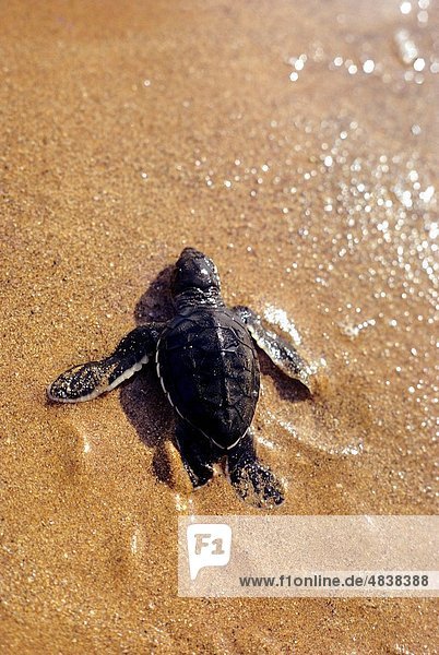 gehen  Strand  grün  Landschildkröte  Schildkröte  Galapagosinseln  Ecuador