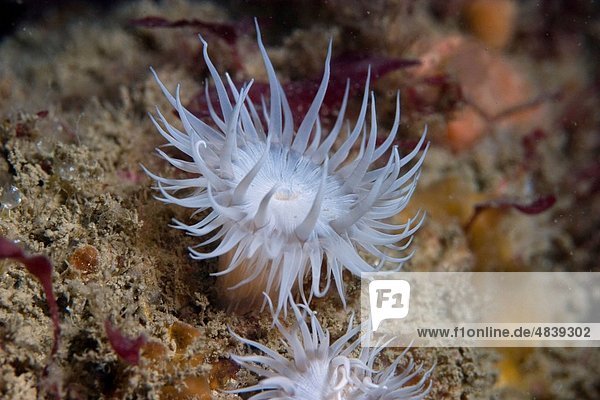 Seeschwalbe Auch Blaue Ozeanschnecke Glaucus Atlanticus Auf Untergetauchtem Treibholz Galveston Texas Usa Nordamerika