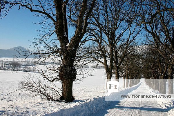 avenue in winter