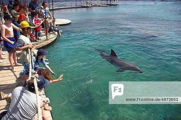 Delphin Delphinus delphis Dalbe Elat Riff