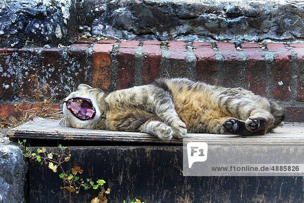gaping cat