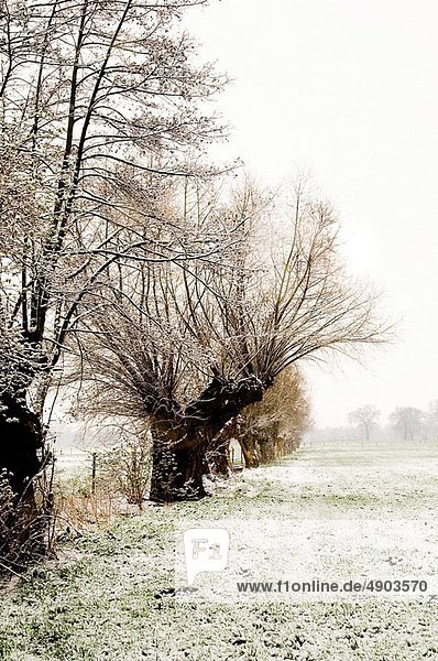 osiers in the snow