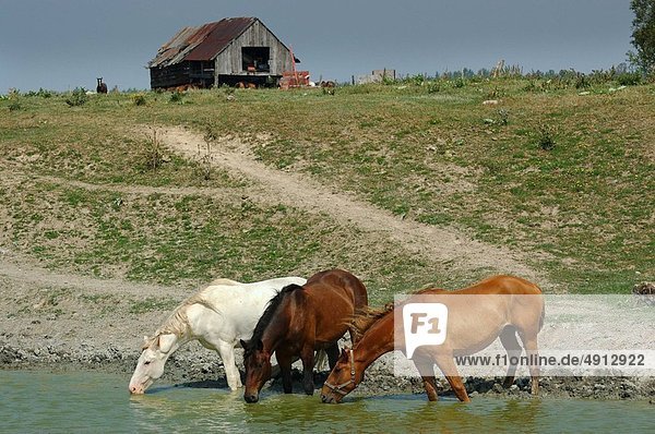 Wasser Loch trinken 3