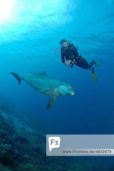 Großer Tümmler Große Tursiops truncatus Karibisches Meer Curacao