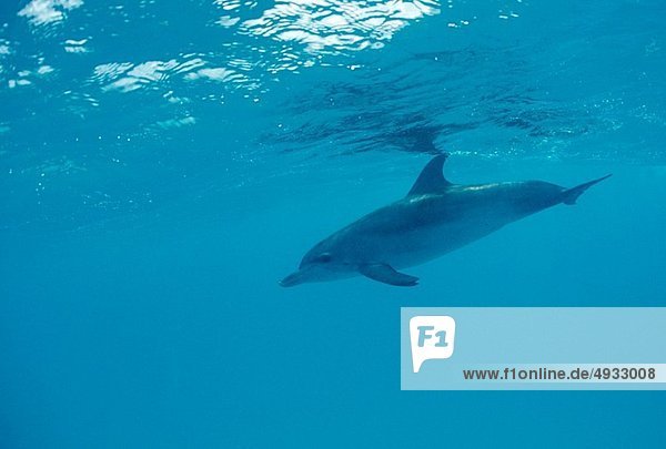 Atlantischer Fleckendelfin Zügeldelfin Stenella frontalis Atlantischer Ozean Atlantik Bahamas Karibisches Meer