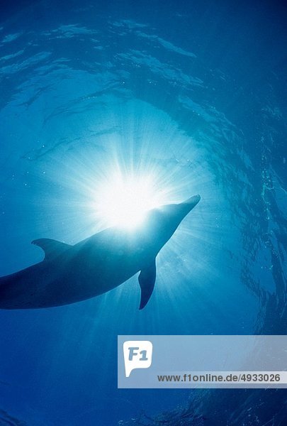 Atlantischer Fleckendelfin Zügeldelfin Stenella frontalis Atlantischer Ozean Atlantik Trinidad und Tobago Karibisches Meer