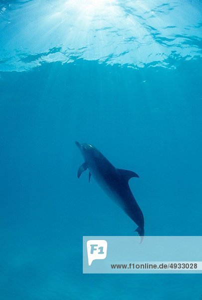 Atlantischer Fleckendelfin Zügeldelfin Stenella frontalis Atlantischer Ozean Atlantik Bahamas Karibisches Meer