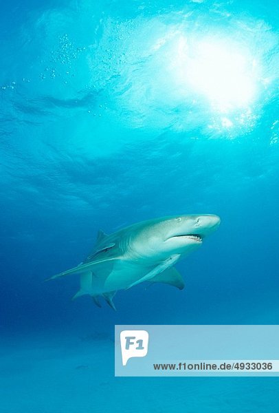 Zitronenhai Negaprion brevirostris Atlantischer Ozean Atlantik Bahamas Karibisches Meer