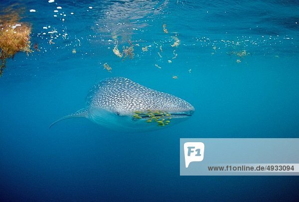 Walhai Rhincodon typus Pazifischer Ozean Pazifik Stiller Ozean Großer Ozean Mexiko Baja California