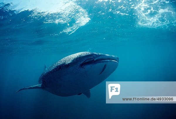 Walhai Rhincodon typus Indischer Ozean Indik Mauritius