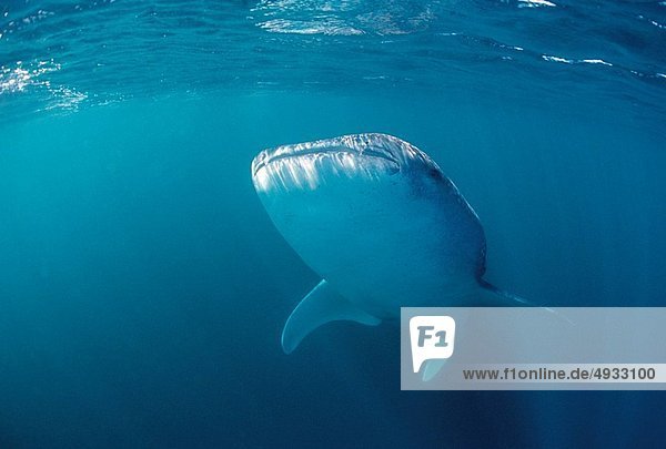 Walhai Rhincodon typus Malediven Indischer Ozean Indik