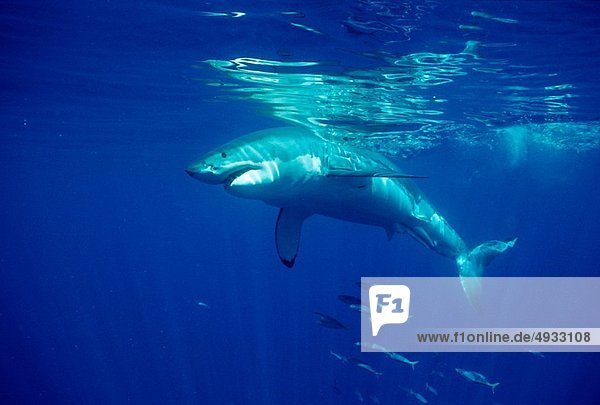 Südliches Afrika Südafrika weißer Hai Carcharodon carcharias weiße Haie Weißhai Gansbaai Gans Bay Atlantischer Ozean Atlantik