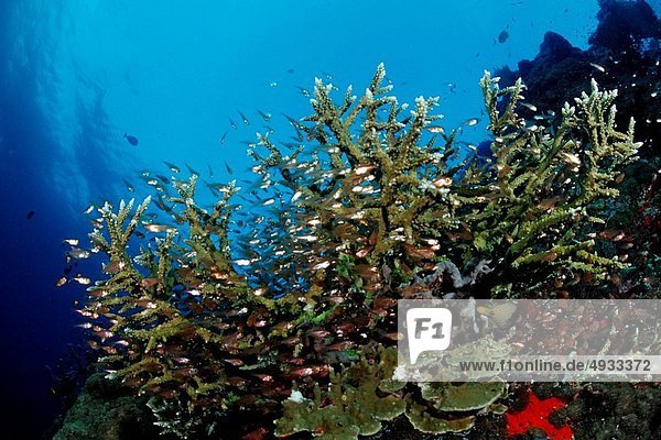 Coral Fishes at Coral Reef Pempheris Indian Ocean Maldives