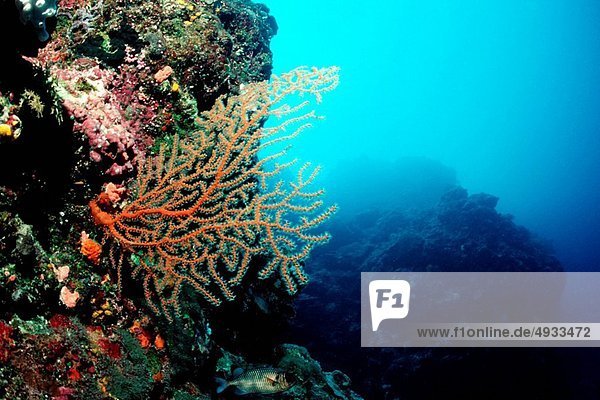 Sea Fan in Coral Reef Pacific Micronesia Palau