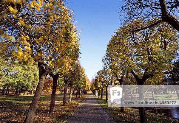 Von Bäumen gesäumt Fußweg in Park  Herbst