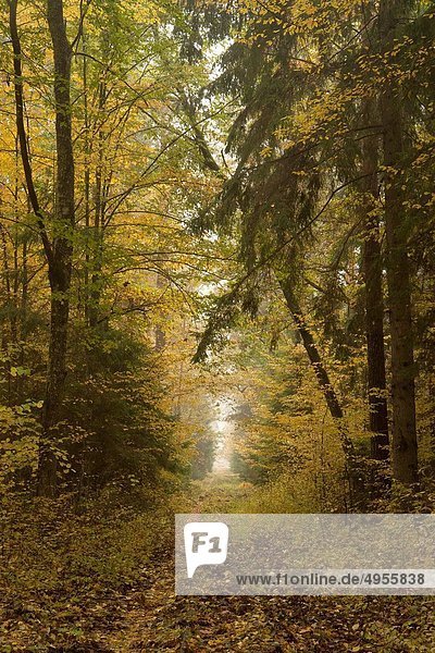 Wald Herbst Polen