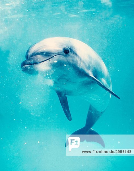 Große_Tümmler Dolphin unter Wasser
