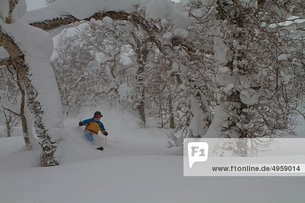 Japan  Hokkaido  Rusutsu  Mann beim Skifahren durch Bäume