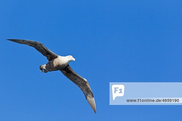 Südamerika  Argentinien  Atlantik  Feuerland  Beagle-Kanal  Südlicher Riesensturmvogel  der am Himmel fliegt