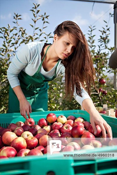 Croatia  Baranja  Young woman picking apples