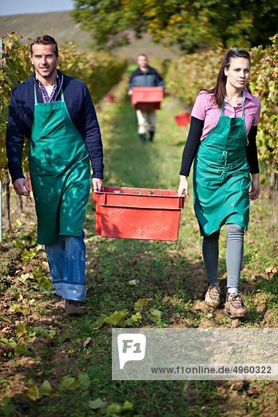 Croatia  Baranja  Men and woman carrying fresh grapes in container