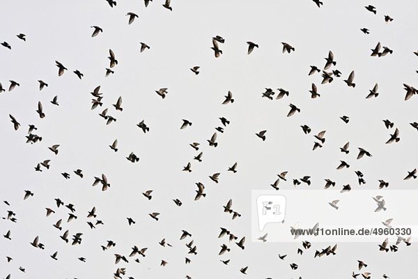 Croatia  Aljmas  View of migrating birds