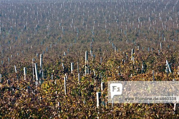 Croatia  Aljmas  View of vineyard