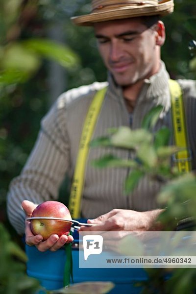 Croatia  Baranja  Young man measuring apple during harvest