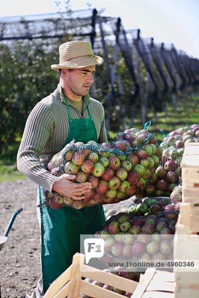 Kroatien  Baranja  Junger Mann mit Äpfeln im Netzbeutel