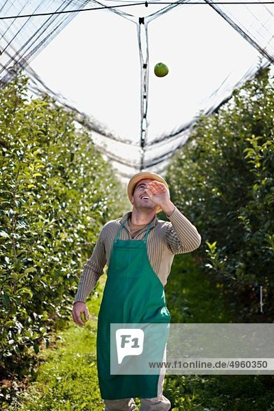 Kroatien  Baranja  Junger Mann jongliert mit Äpfeln im Apfelgarten