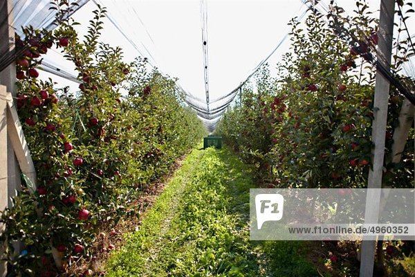 Croatia  Baranja  Apple orchard in greenhouse
