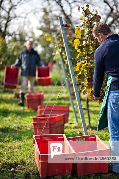 Croatia  Baranja  Men with containers harvesting grapes at vineyard