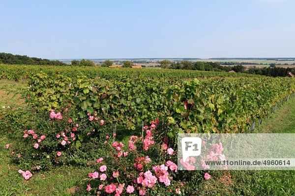 Österreich  Burgenland  Winten im Pinkaboden  Blick auf Rosen im Weinberg