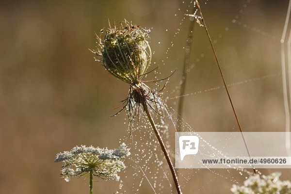 Deutschland  Bayern  Spinnennetz auf wilder Karotte mit Tautropfen