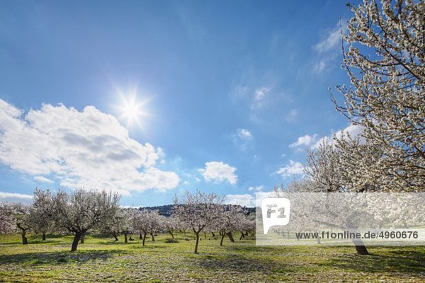 Spanien  Balearen  Mallorca  Montuiri  Blick auf blühende Mandelbäume