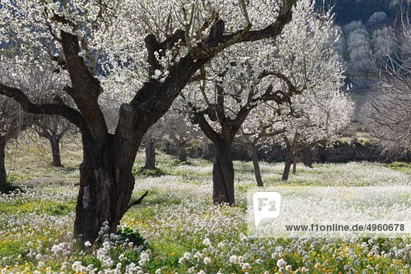 Spanien  Balearen  Mallorca  Montuiri  Blick auf blühende Mandelbäume