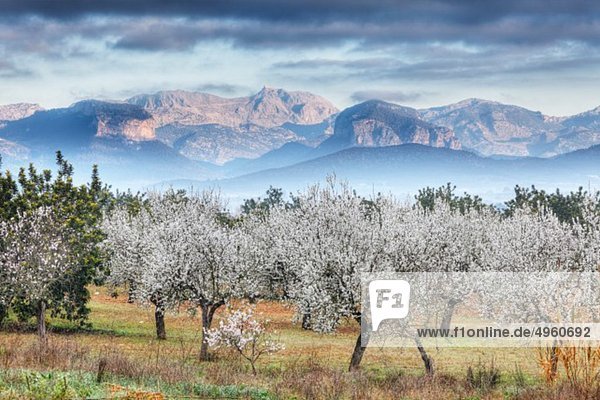 Spanien  Balearen  Mallorca  Blick auf Mandelbäume mit Bergen im Hintergrund