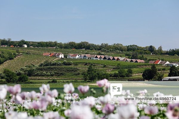 Österreich  Niederösterreich  Weinviertel  Blick auf die Kellergasse in haugsdorf