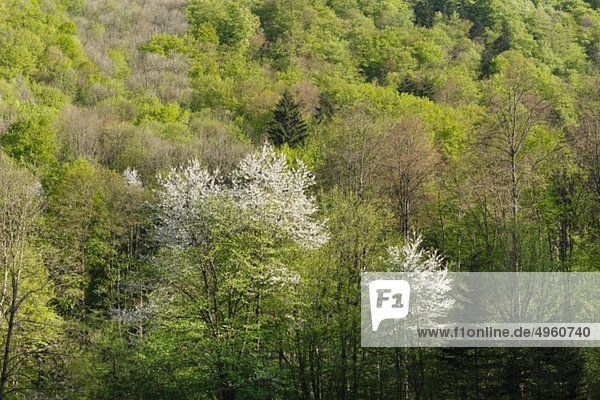 Österreich  Niederösterreich  Waldviertel  Kamptal  Blick auf den Frühlingswald