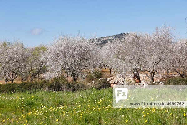 Spanien  Balearen  Mallorca  Santanyi  Blühende Mandelbäume