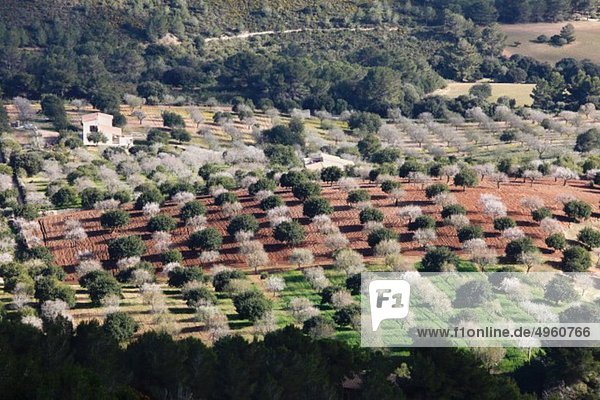 Spanien  Balearen  Mallorca  Felanitx  Blühende Mandelbäume und andere Bäume von castell de santueri